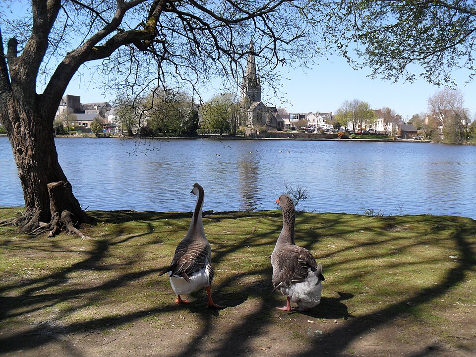 petits canards au lac de rosporden debarras et nettoyage rosporden